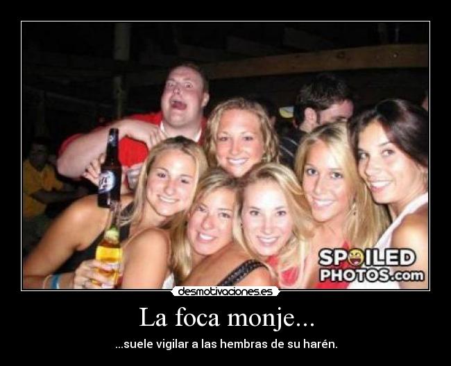 La foca monje... - ...suele vigilar a las hembras de su harén.