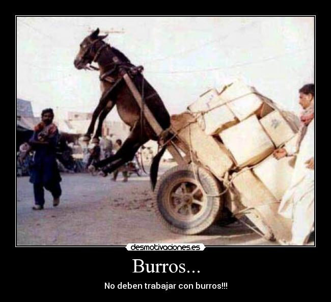 Burros... - No deben trabajar con burros!!!