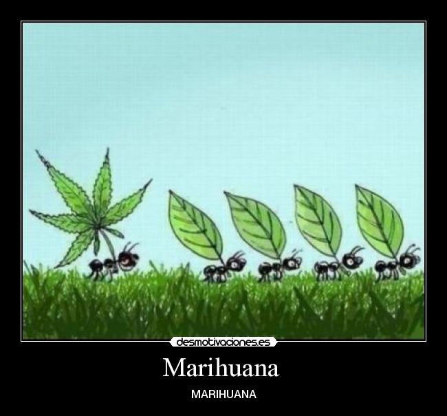 Marihuana -