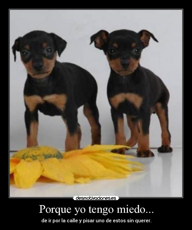 Porque yo tengo miedo... - de ir por la calle y pisar uno de estos sin querer.