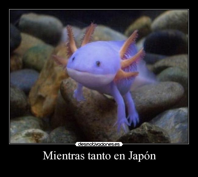 Mientras tanto en Japón - 