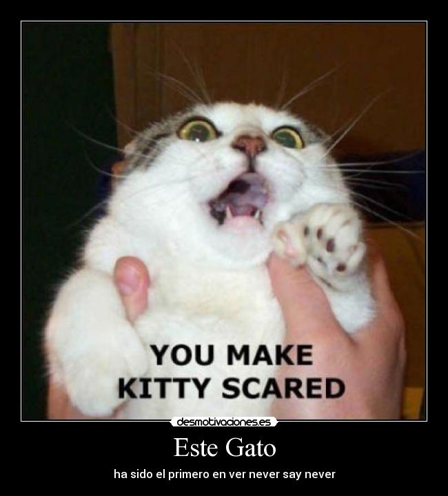 Este Gato - 