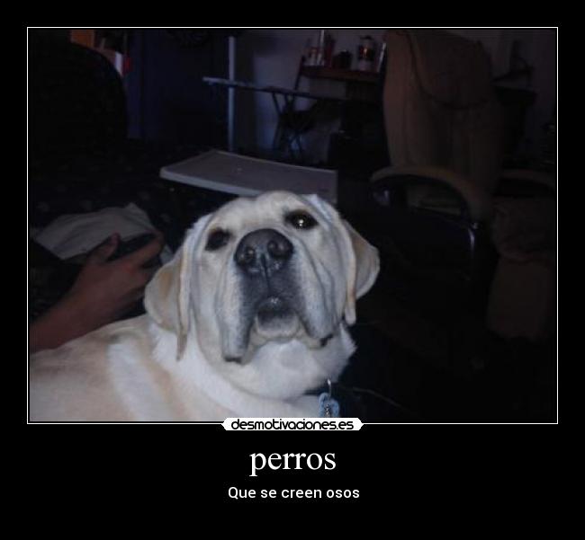 perros - Que se creen osos