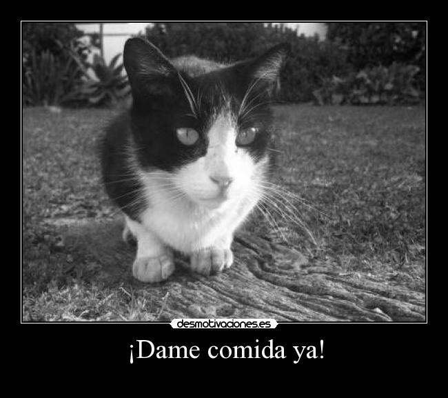 ¡Dame comida ya! -