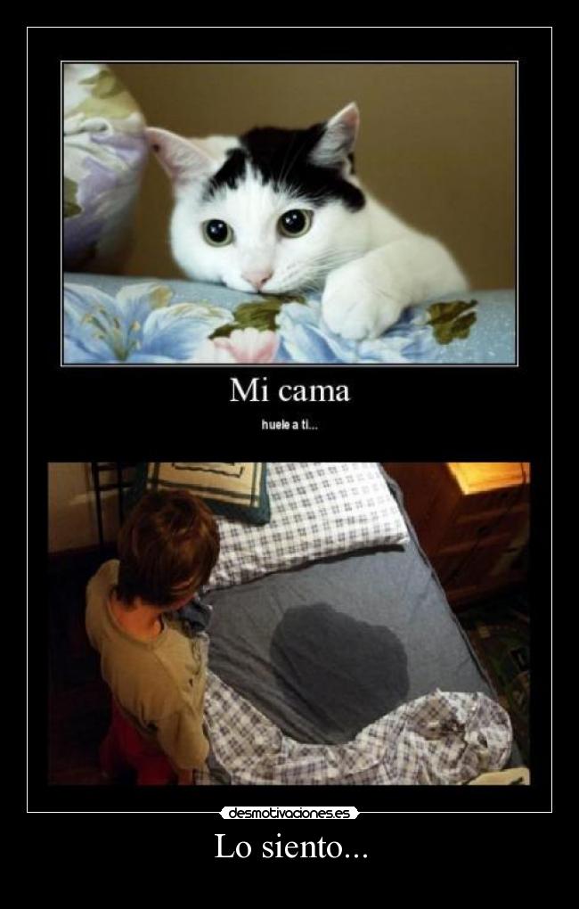 Lo siento... - 