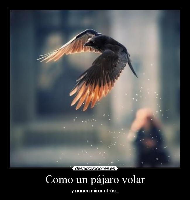 Como un pájaro volar - 