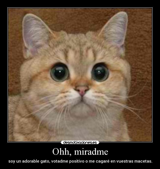 Ohh, miradme - soy un adorable gato, votadme positivo o me cagaré en vuestras macetas.