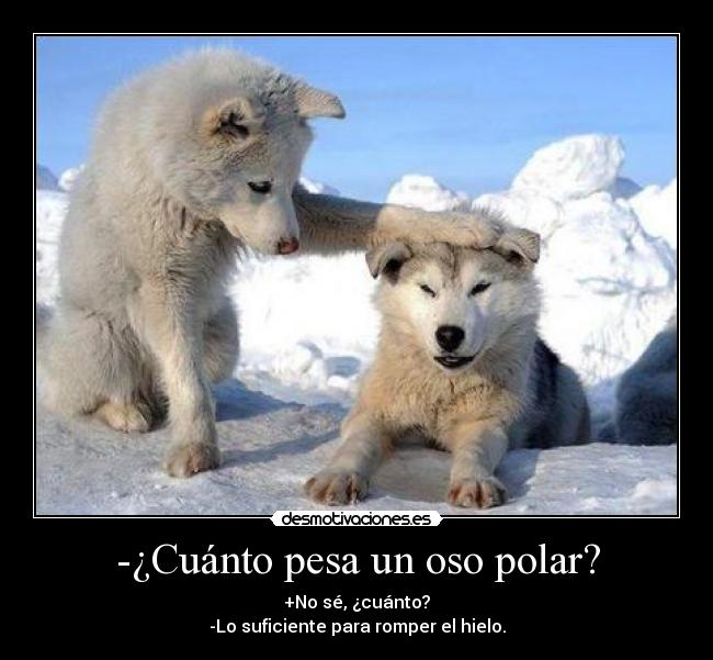 -¿Cuánto pesa un oso polar? - +No sé, ¿cuánto?
-Lo suficiente para romper el hielo.