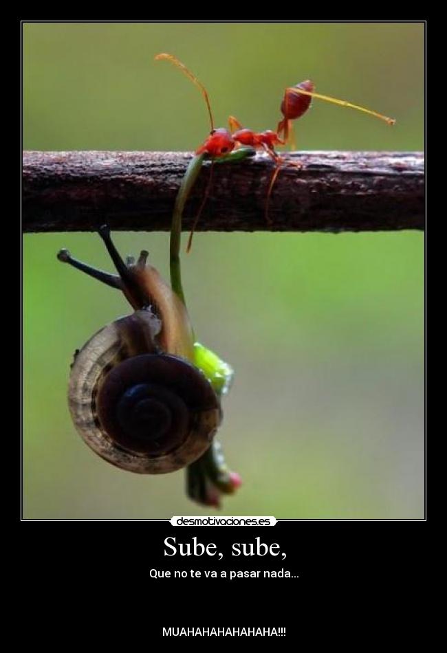 Sube, sube, - Que no te va a pasar nada...
MUAHAHAHAHAHAHA!!!