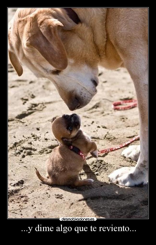 ...y dime algo que te reviento... - 