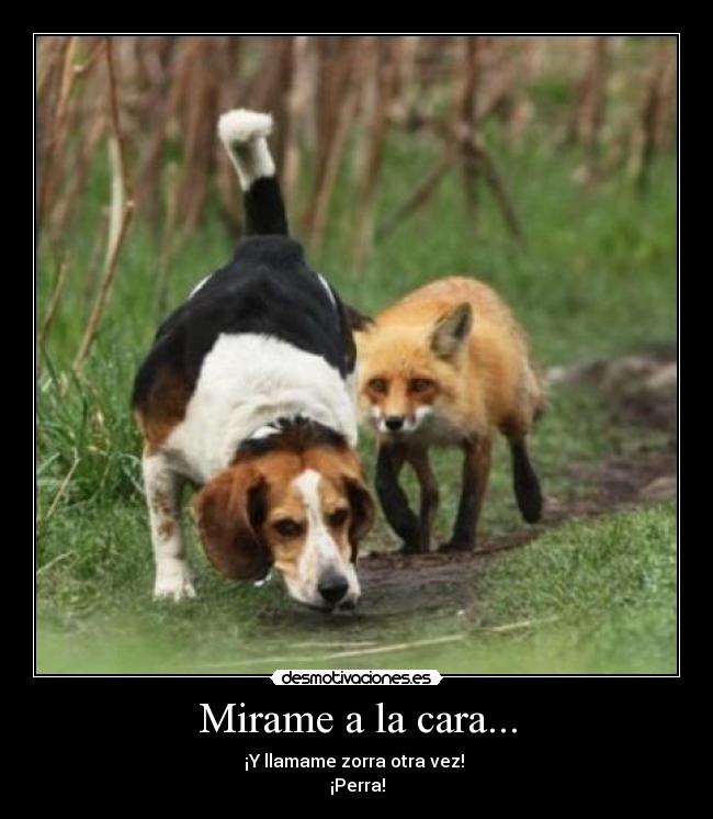 Mirame a la cara... - ¡Y llamame zorra otra vez!
¡Perra!
