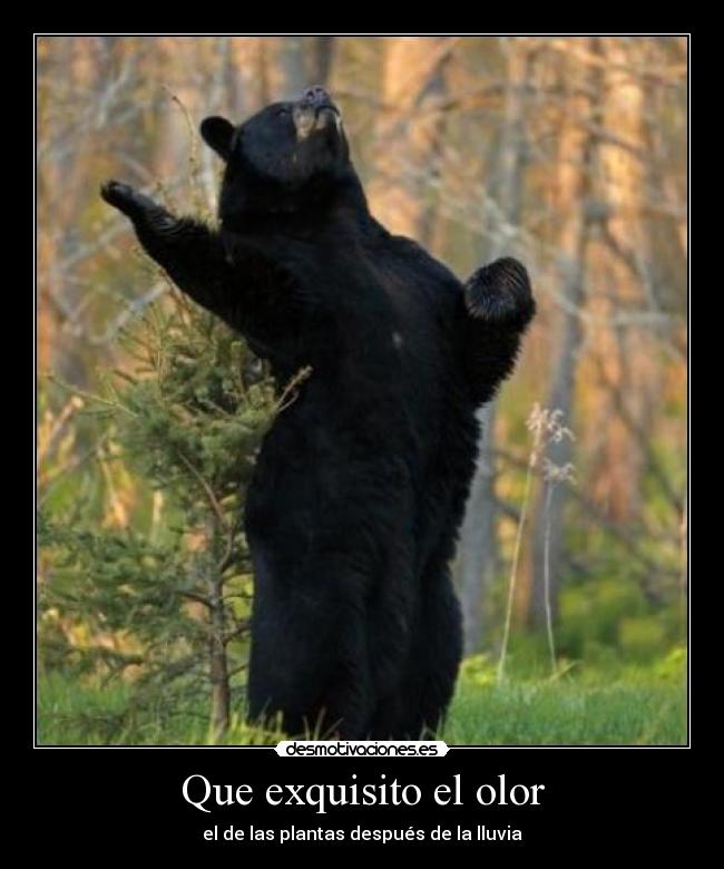 Que exquisito el olor - el de las plantas después de la lluvia