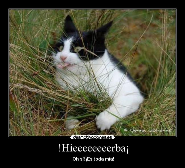 !Hieeeeeeeerba¡ -
