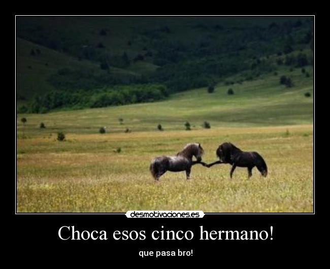 Choca esos cinco hermano! -