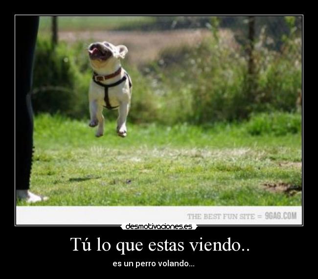 carteles perro volar desmotivaciones