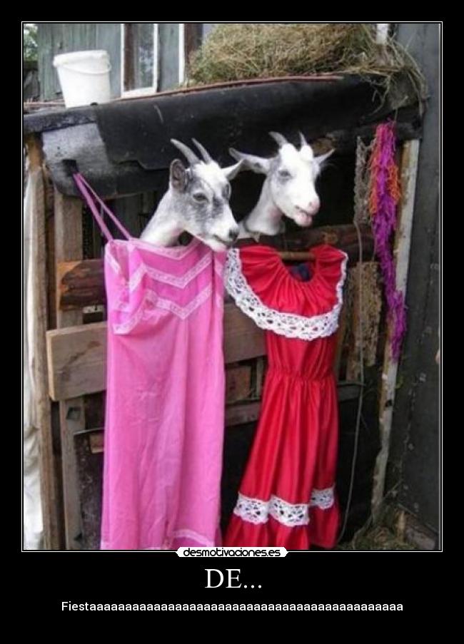 DE... - Fiestaaaaaaaaaaaaaaaaaaaaaaaaaaaaaaaaaaaaaaaaaaaa