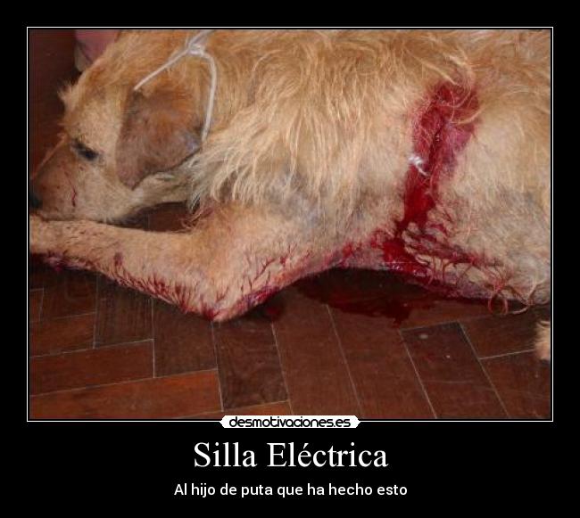 carteles perro persona perpetua cadena hijo puta electrica silla canino can desmotivaciones