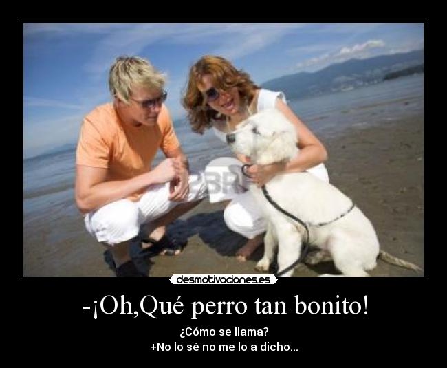 -¡Oh,Qué perro tan bonito! -