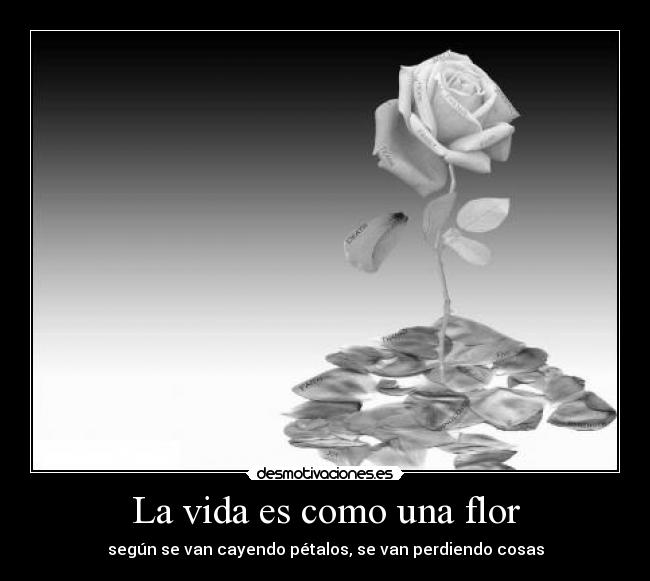 La vida es como una flor - 