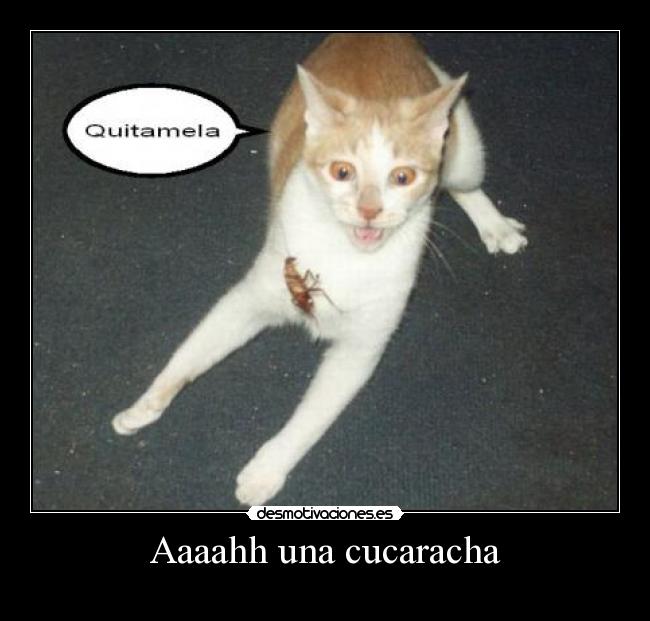 Aaaahh una cucaracha -