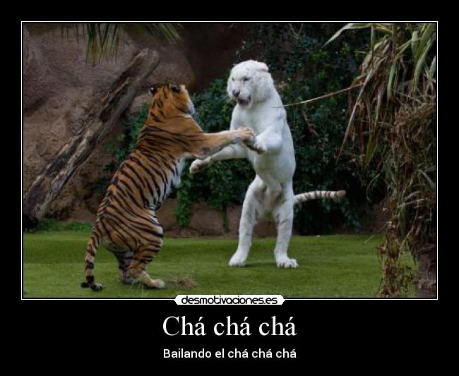 Chá chá chá - Bailando el chá chá chá