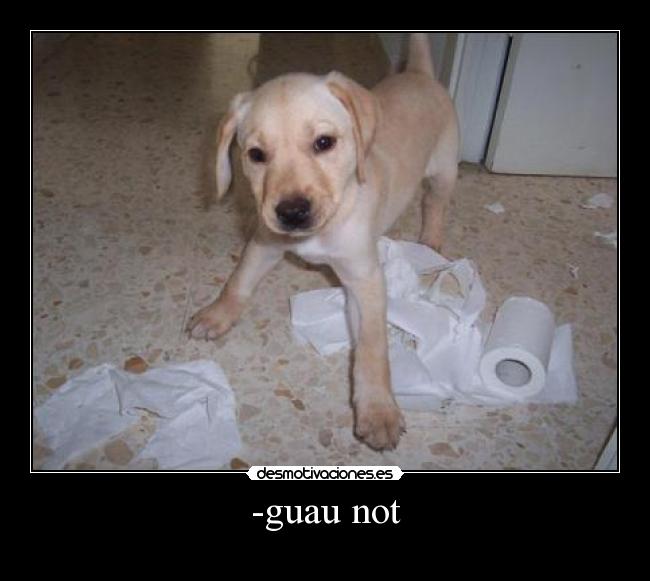 -guau not -