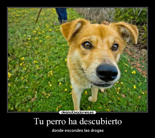 Tu perro ha descubierto - donde escondes las drogas