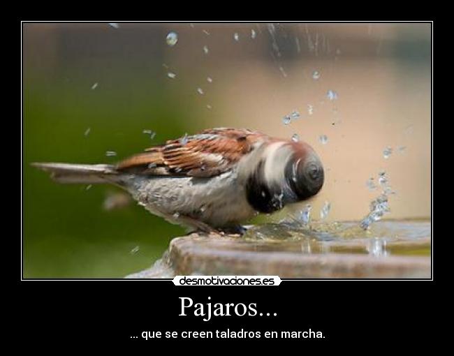 Pajaros... - ... que se creen taladros en marcha.