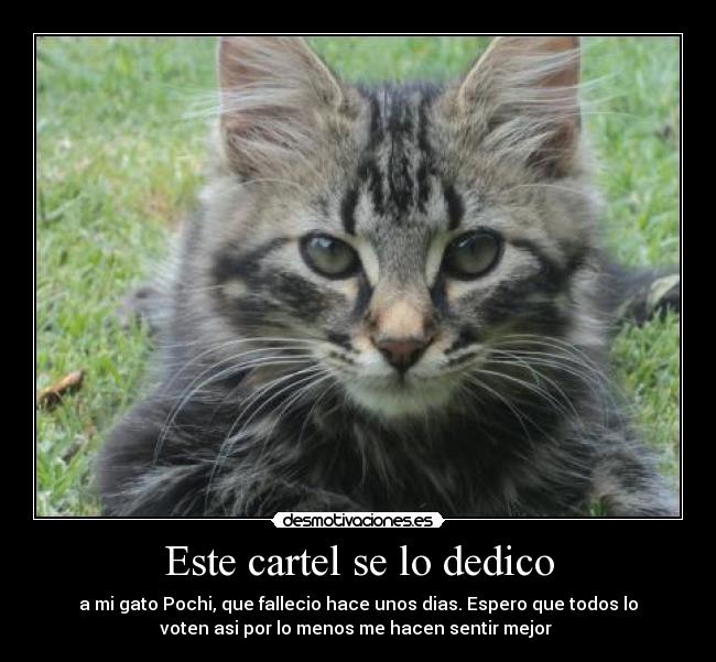 Este cartel se lo dedico - a mi gato Pochi, que fallecio hace unos dias. Espero que todos lo
voten asi por lo menos me hacen sentir mejor 