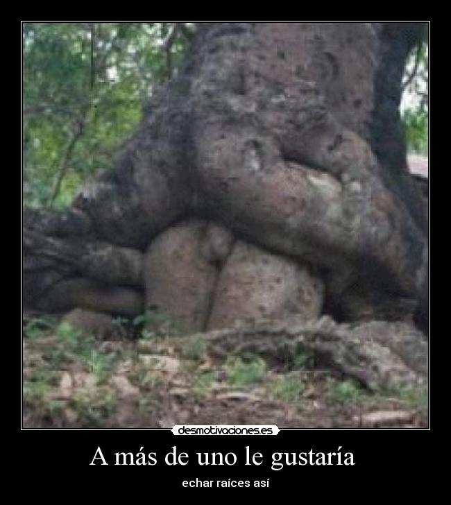 A más de uno le gustaría - echar raíces así