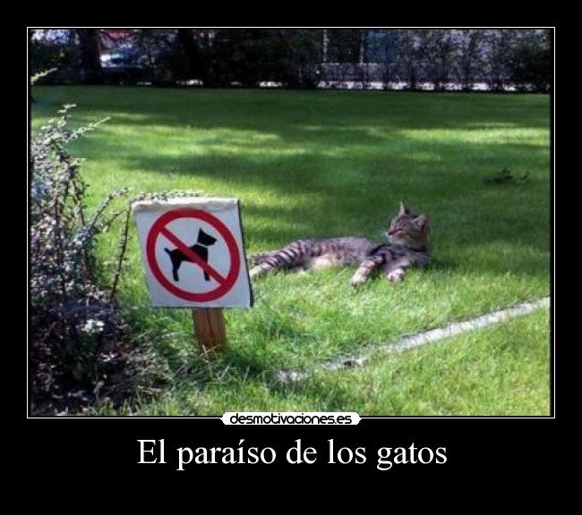 El paraíso de los gatos -