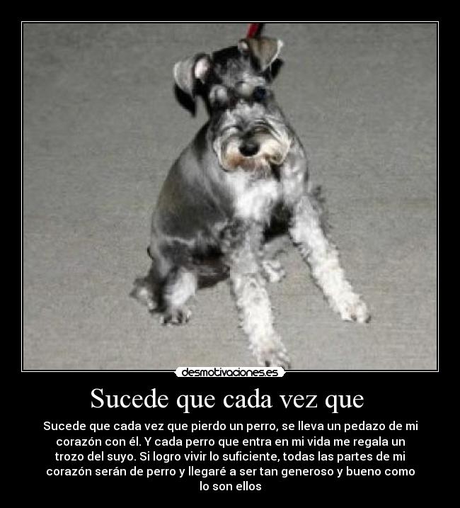 Sucede que cada vez que  - Sucede que cada vez que pierdo un perro, se lleva un pedazo de mi
corazón con él. Y cada perro que entra en mi vida me regala un
trozo del suyo. Si logro vivir lo suficiente, todas las partes de mi
corazón serán de perro y llegaré a ser tan generoso y bueno como
lo son ellos