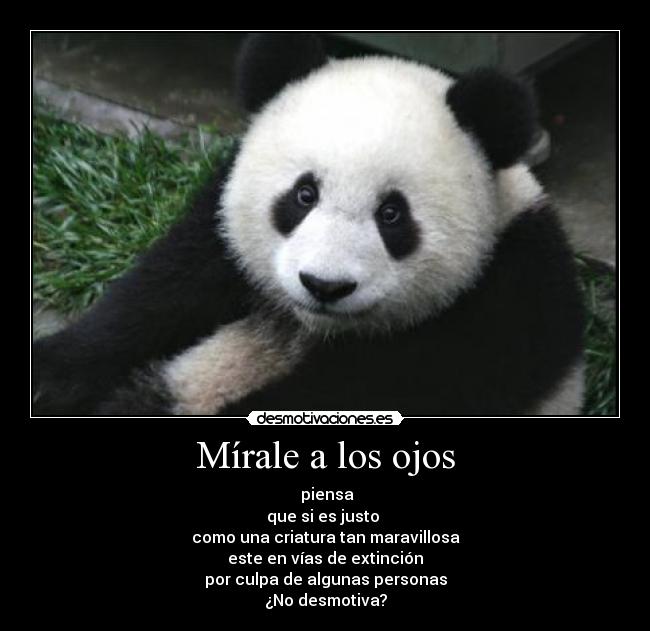 carteles panda demotivador desmotivaciones