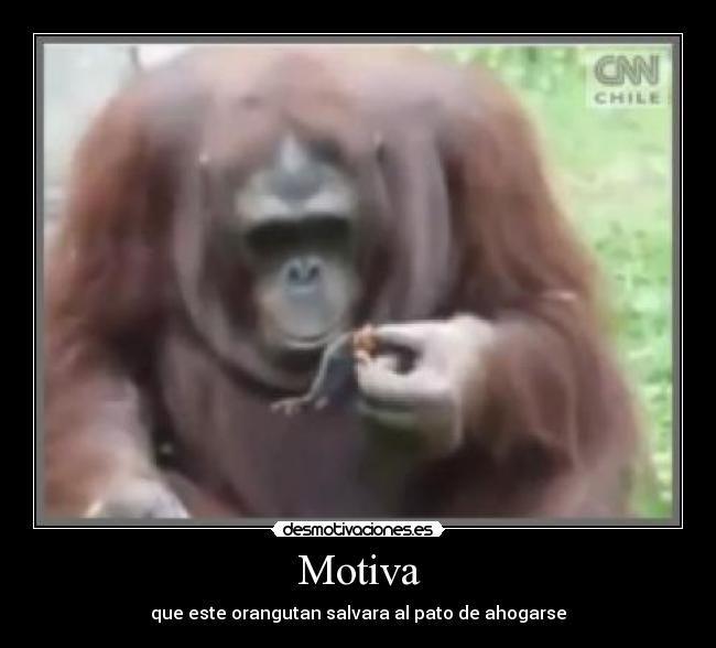 Motiva - 