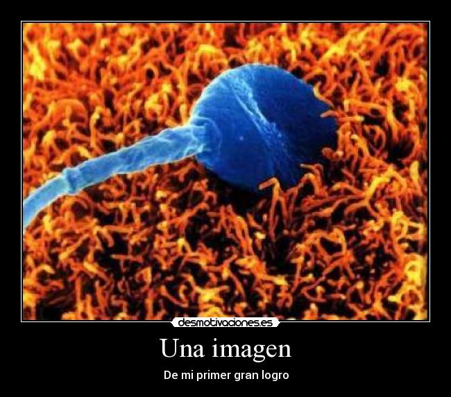 carteles ovulo espermatozoide desmotivaciones