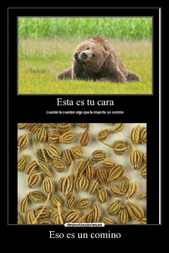 Eso es un comino -