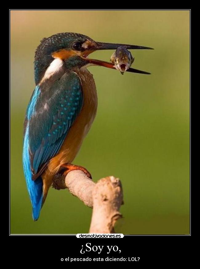 ¿Soy yo, - o el pescado esta diciendo: LOL?