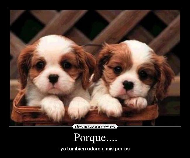 Porque.... -