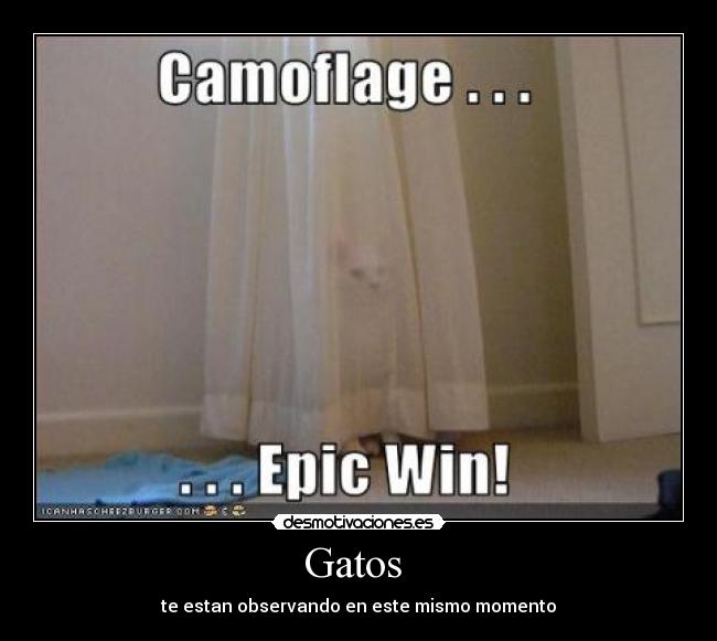 Gatos  - 