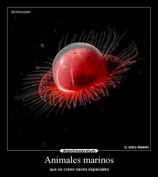 Animales marinos -