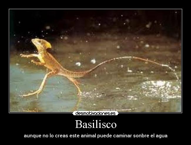 Basilisco - aunque no lo creas este animal puede caminar sonbre el agua