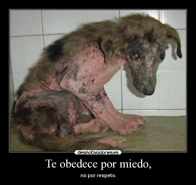 Te obedece por miedo, -