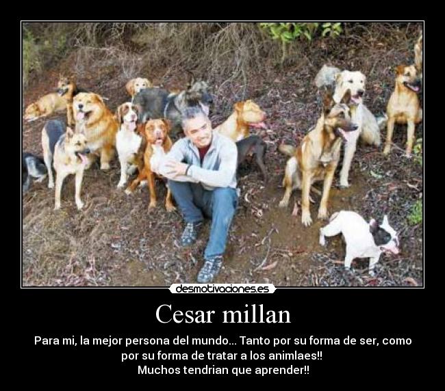 Cesar millan - Para mi, la mejor persona del mundo... Tanto por su forma de ser, como
por su forma de tratar a los animlaes!!
Muchos tendrian que aprender!!