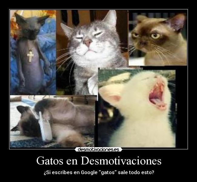 Gatos en Desmotivaciones - ¿Si escribes en Google gatos sale todo esto?