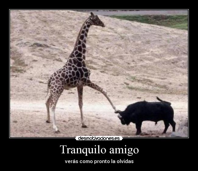 Tranquilo amigo - verás como pronto la olvidas