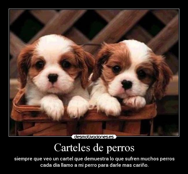Carteles de perros - 
