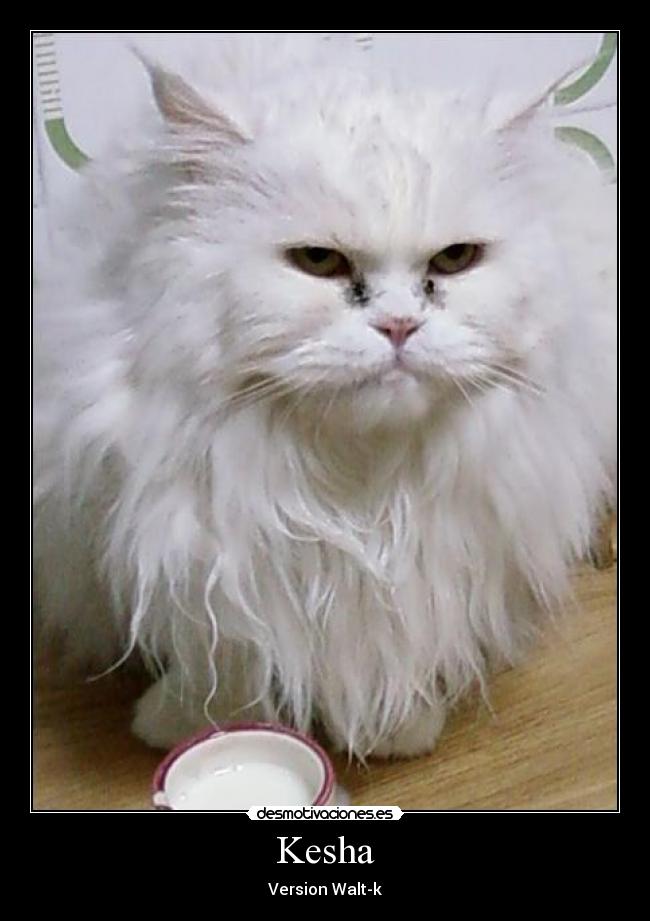 Kesha - Version Walt-k