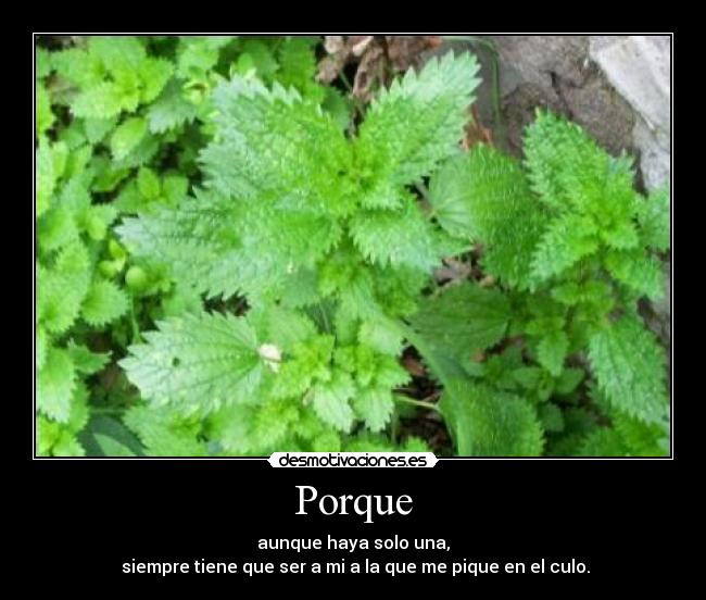 Porque - aunque haya solo una,
siempre tiene que ser a mi a la que me pique en el culo.