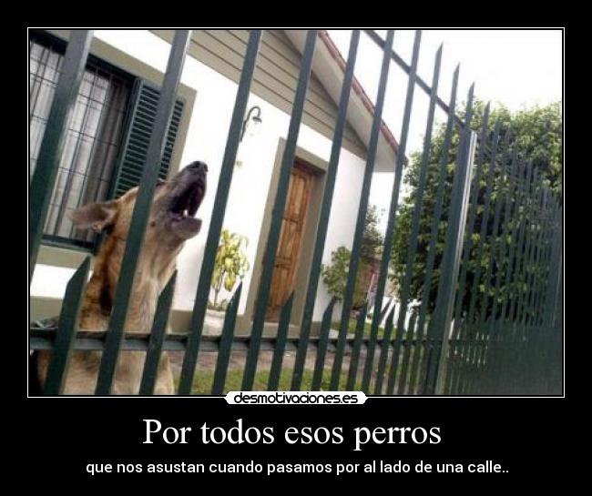 Por todos esos perros - que nos asustan cuando pasamos por al lado de una calle..