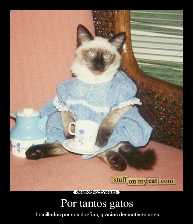 Por tantos gatos -  humillados por sus dueños, gracias desmotivaciones